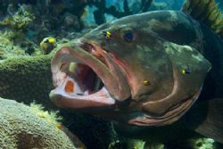 Grouper in cleaning posture. Image taken on Bloody Bay Wa... by Allan Vandeford 